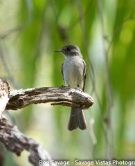 Contopus hispaniolensis hispaniolensis