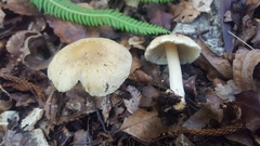 Inocybe fulvilubrica