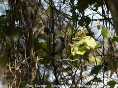 Phaenicophilus palmarum