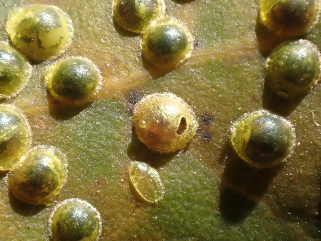 Asterodiaspis ilicicola