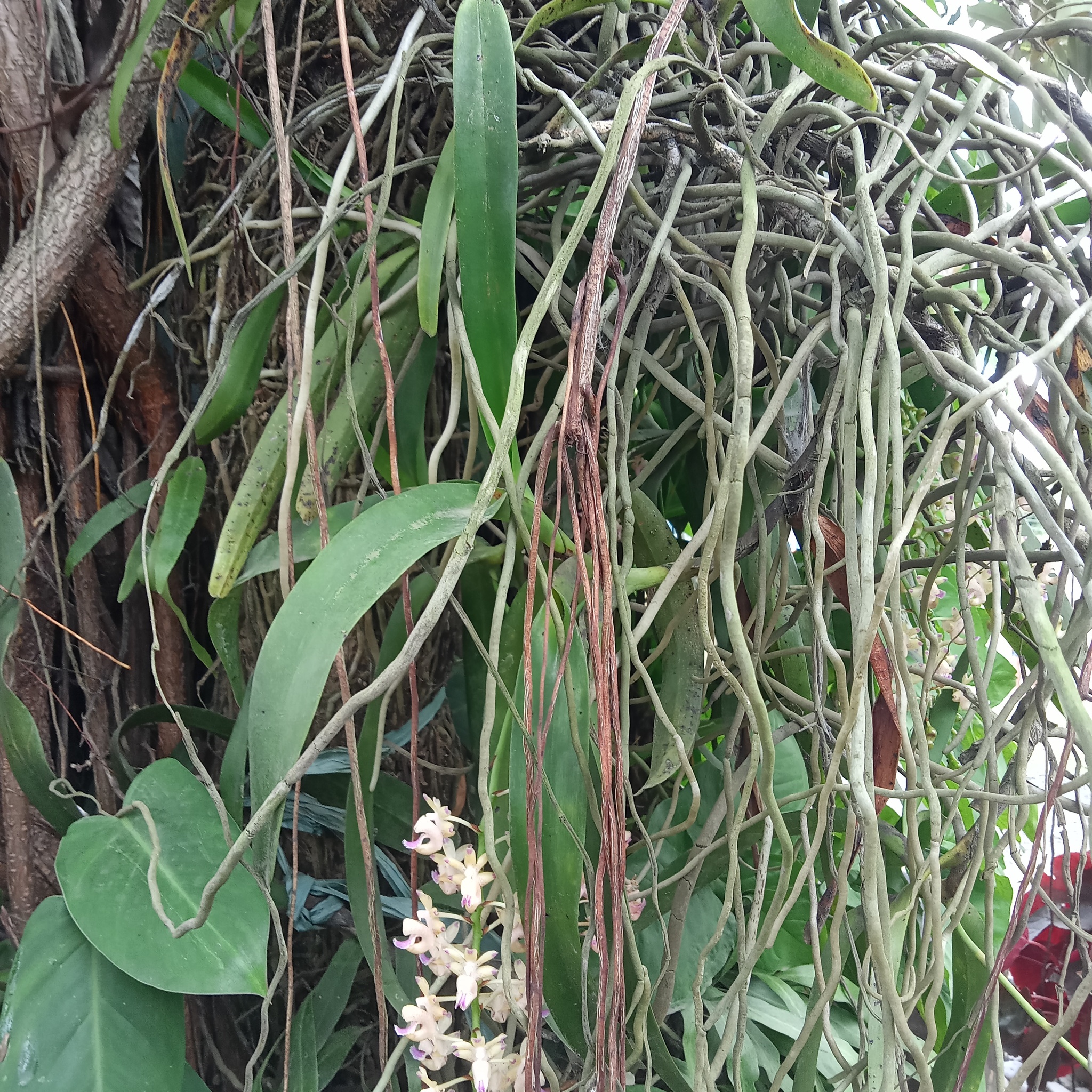 Aerides quinquevulnera Lindl. 2