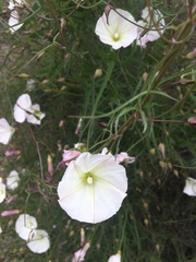 Calystegia occidentalis