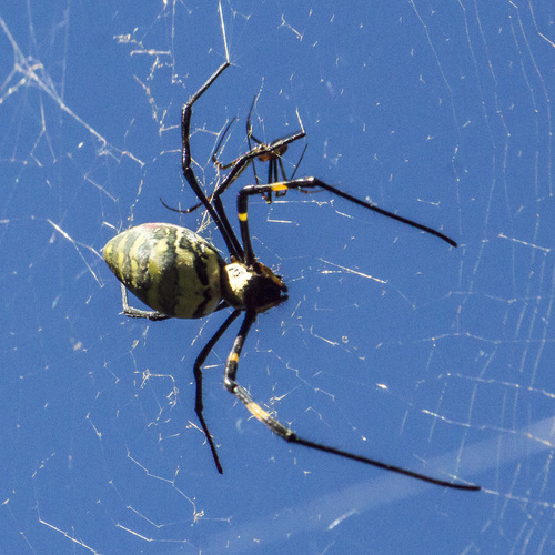 Joro Spider, photo 8 of 9