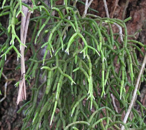 Image of Rhipsalis cereuscula by no rights reserved