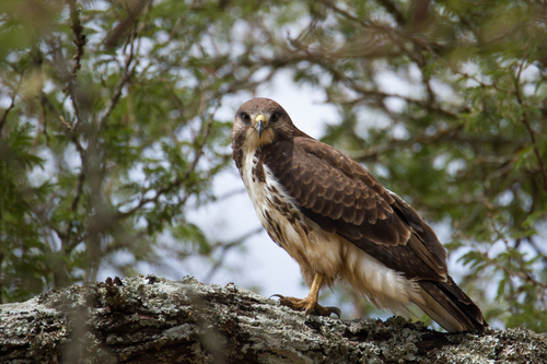 Augur Buzzard