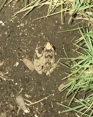 Eleutherodactylus atkinsi