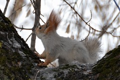 Sciurus vulgaris