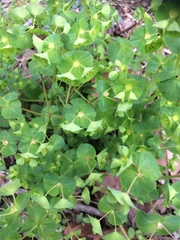 Euphorbia commutata