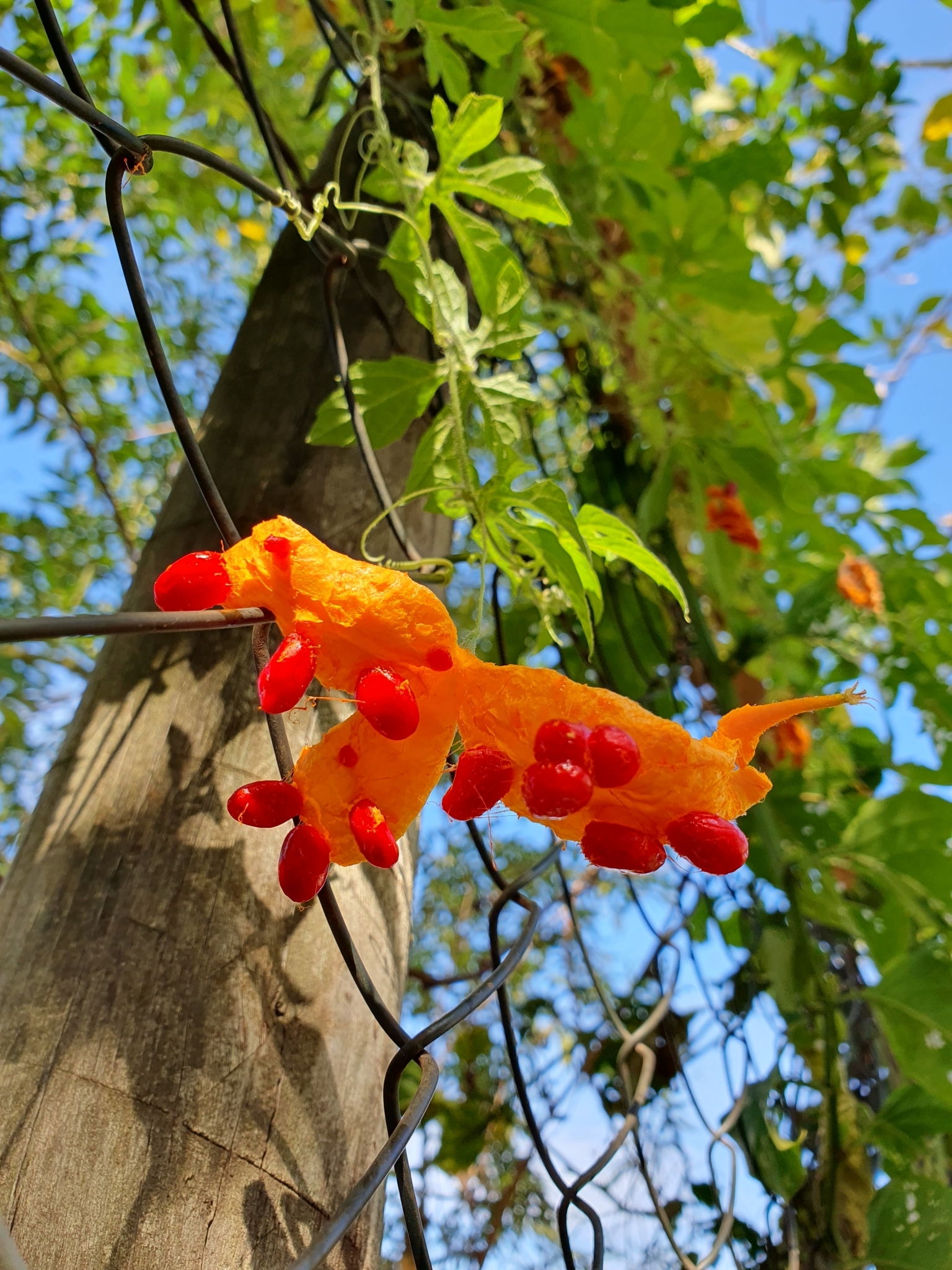 Momordica charantia