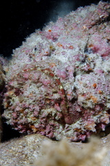 Dwarf Scorpionfish photo 4