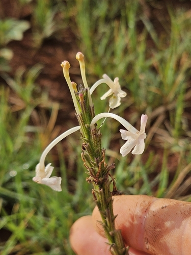 Image of White Trumpets (Chascanum hederaceum) by (c) Nic Knott-Craig, some rights reserved (CC BY-SA)