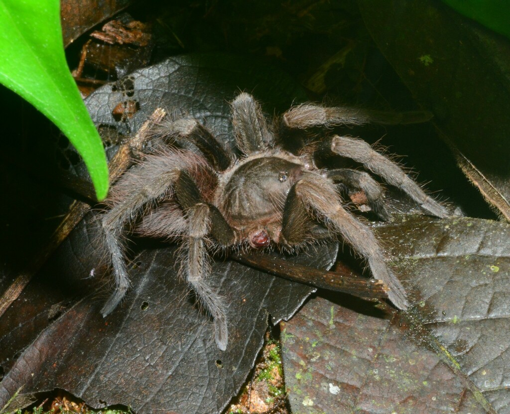 Theraphosine Tarantulas from Santa Cruz de Yojoa, Cortés, Honduras on ...