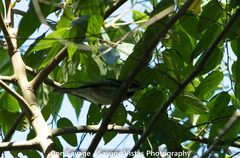 Spindalis dominicensis