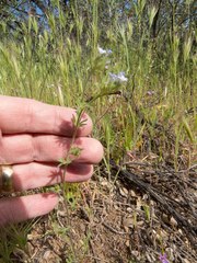 Allophyllum gilioides gilioides