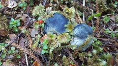 Rossbeevera pachydermis