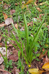Curculigo orchioides