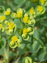 Euphorbia schizoloba
