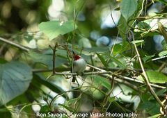 Todus angustirostris