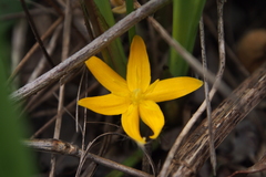 Curculigo orchioides