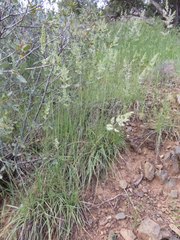 Poa fendleriana