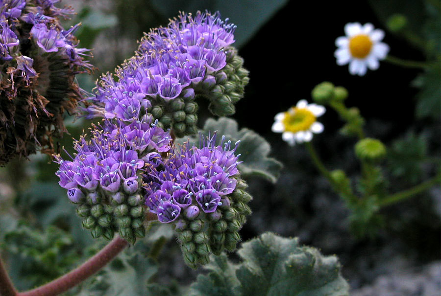 Phacelia pedicellata