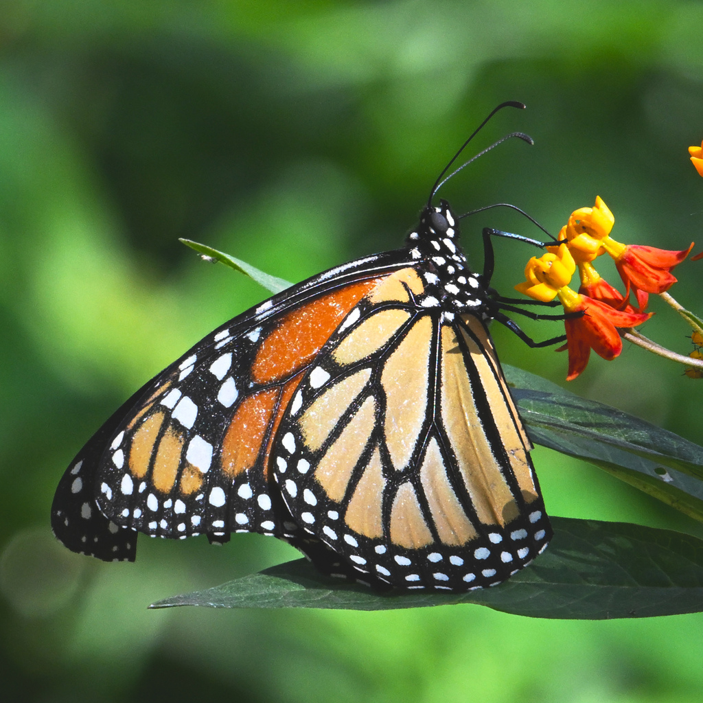 Monarch from Heredia Province, Cantón de Santo Domingo, Costa Rica on ...