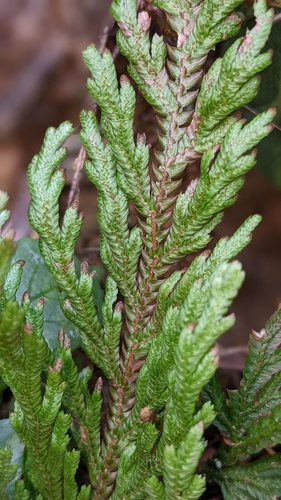 Image of Medicinal Spikemoss (Selaginella involvens) by (c) 許文俊, some rights reserved (CC BY-SA)