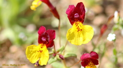 Erythranthe shevockii