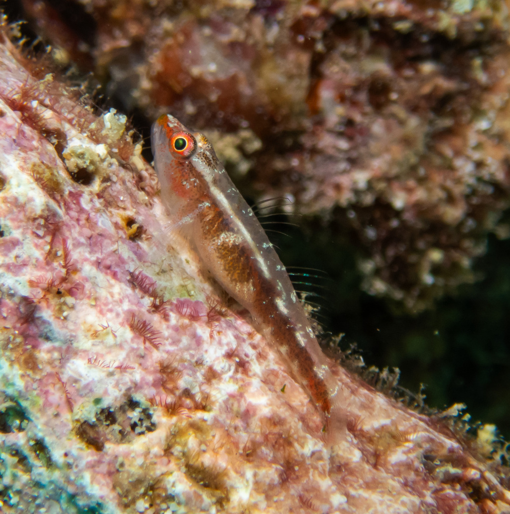Toothy Goby