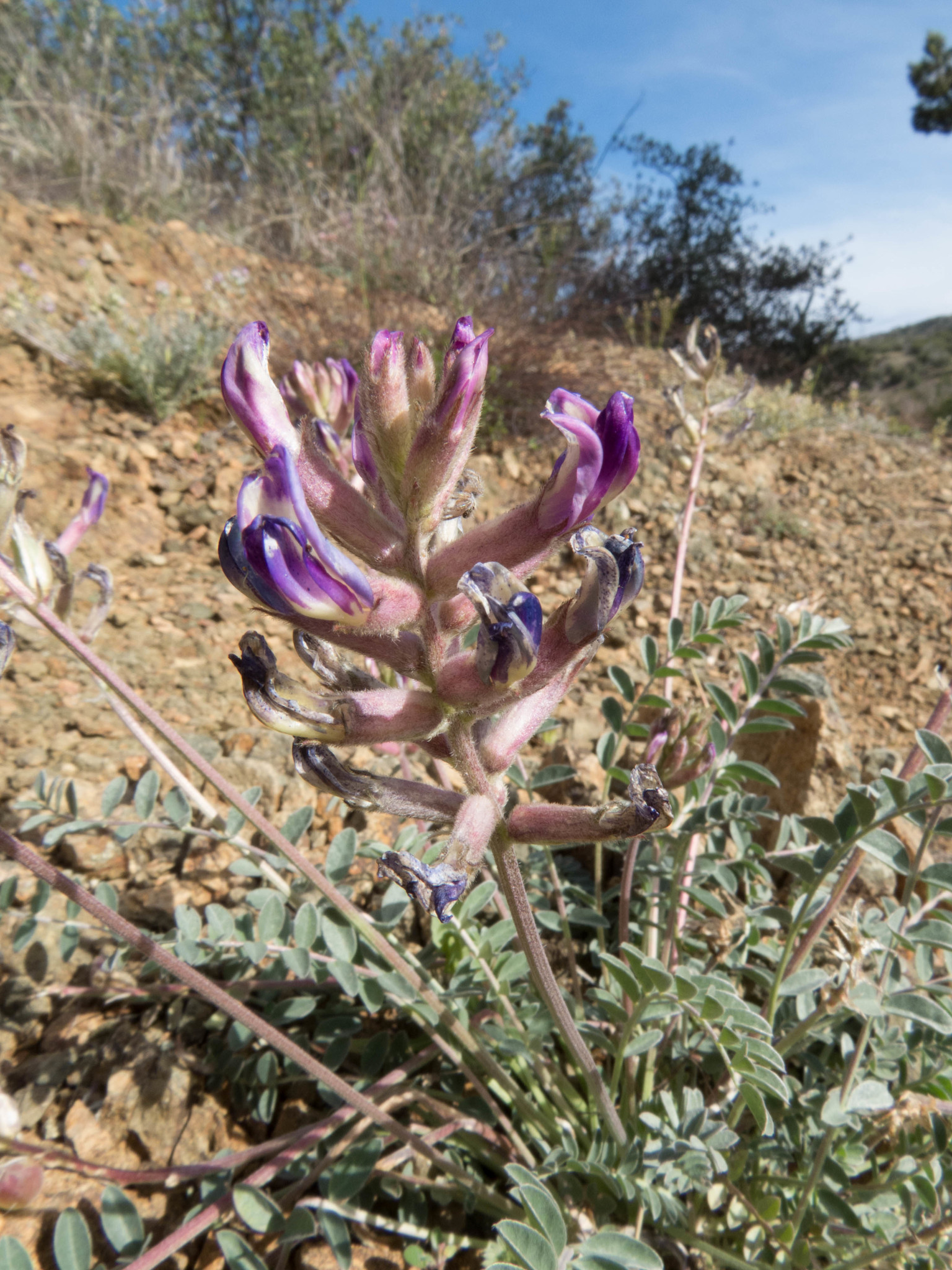 Astragalus tephrodes