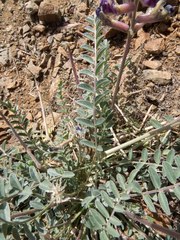 Astragalus tephrodes