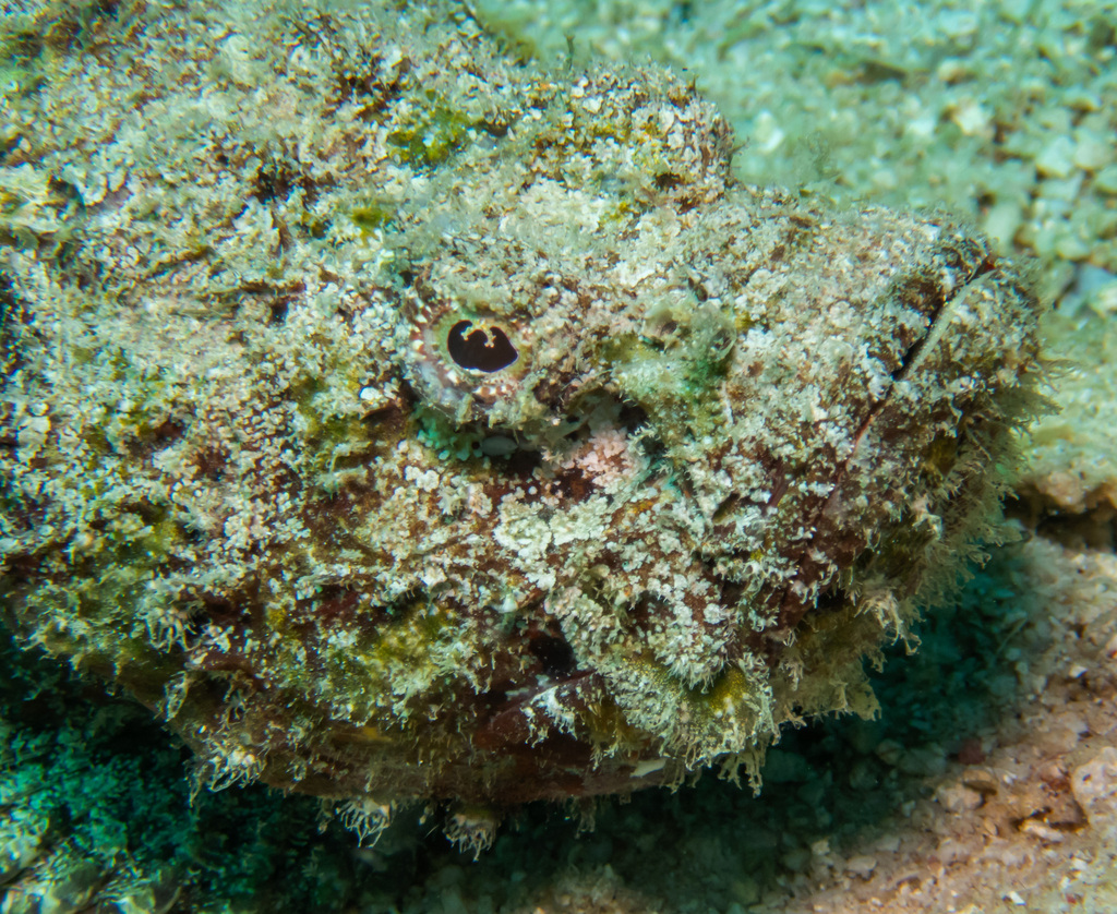 Scorpionfish blending into a reef in Ko Lipe, Thailand