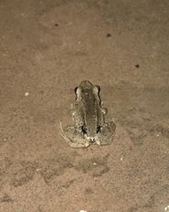 Eleutherodactylus atkinsi