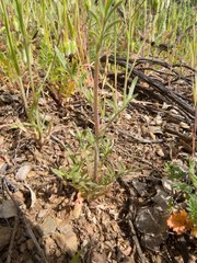 Allophyllum gilioides gilioides