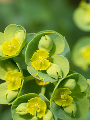 Euphorbia schizoloba
