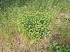 Euphorbia schizoloba