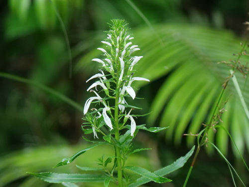 Lobelia philippinensis observed 2023-01-27
