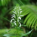 Lobelia philippinensis