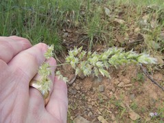 Poa fendleriana