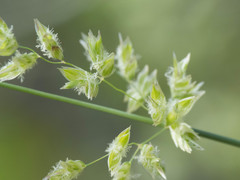 Poa fendleriana