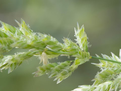 Poa fendleriana