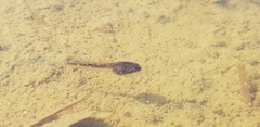 Rana uenoi