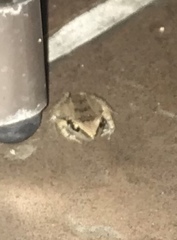 Eleutherodactylus atkinsi