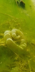 Hynobius leechii