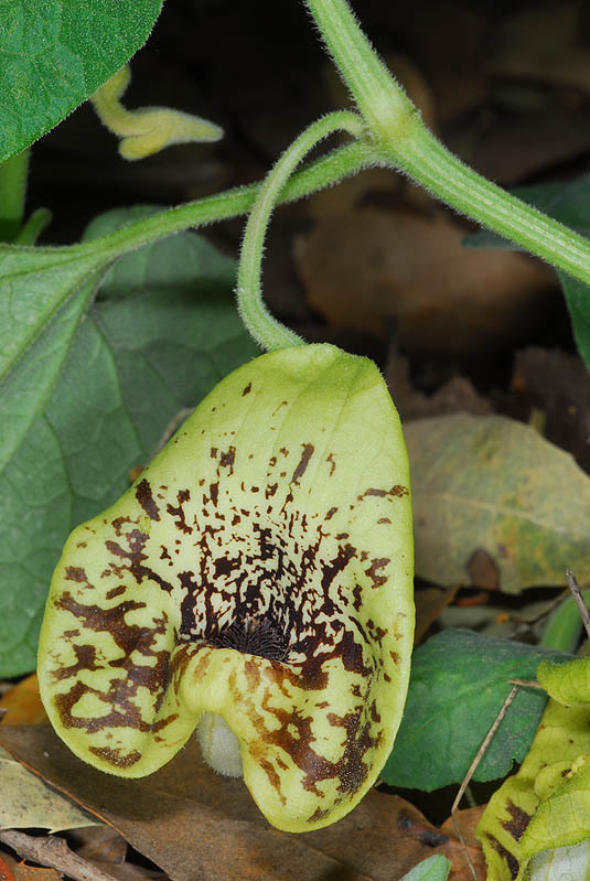 Aristolochia paecilantha