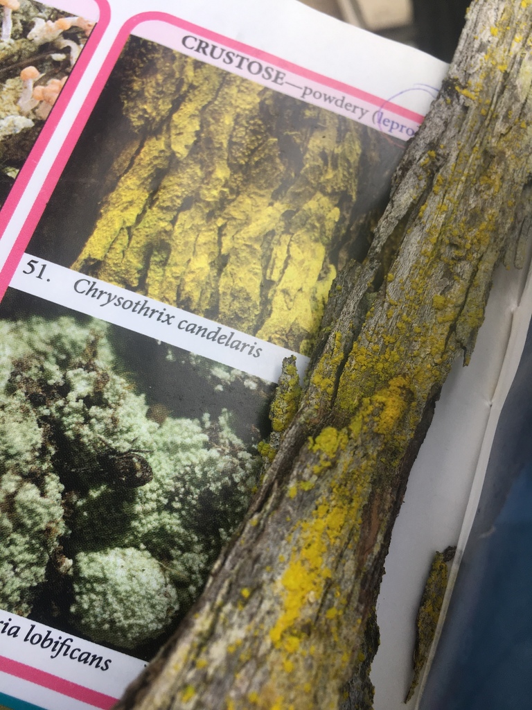 Gold Dust Lichens