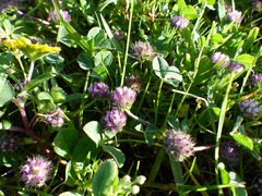 Trifolium barbigerum