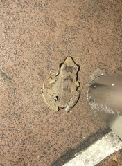 Eleutherodactylus atkinsi