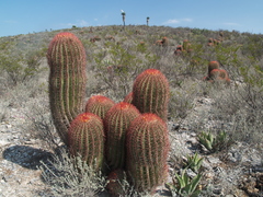 Ferocactus pilosus