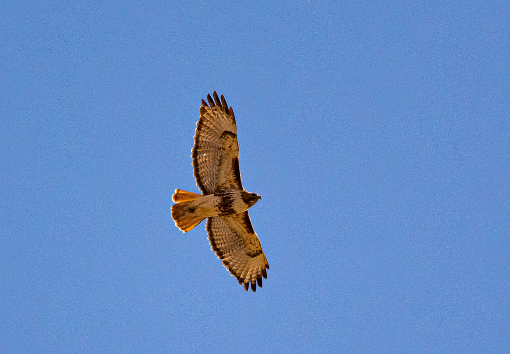 Red Tailed Hawk From Parkland County AB Canada On April 8 2022 At 04   Large 